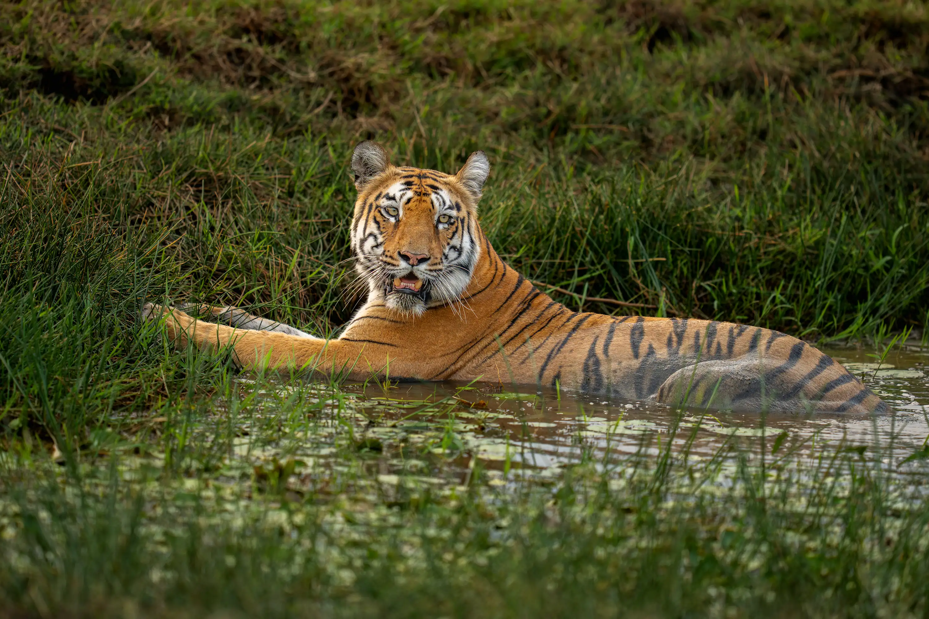 Panna & Bandhavgarh Tiger Expedition gallery image 1